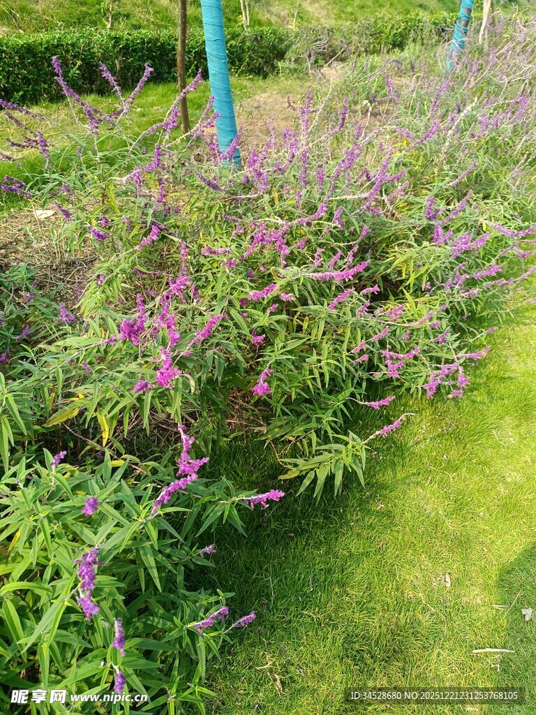 花园中繁茂的紫色花卉