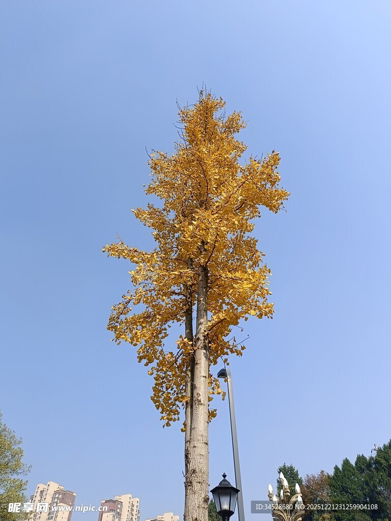 秋日金黄银杏树