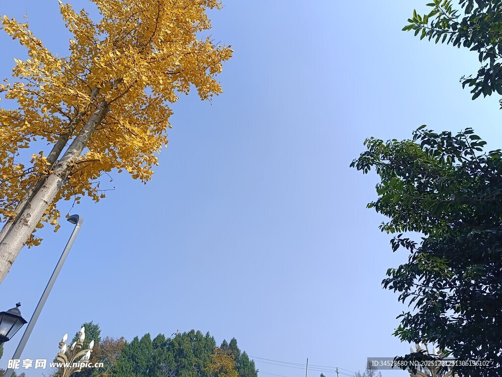 秋日银杏与蓝天美景