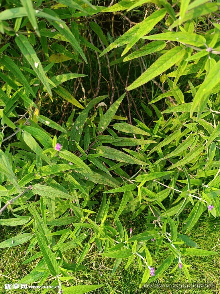 翠绿竹林枝叶繁茂