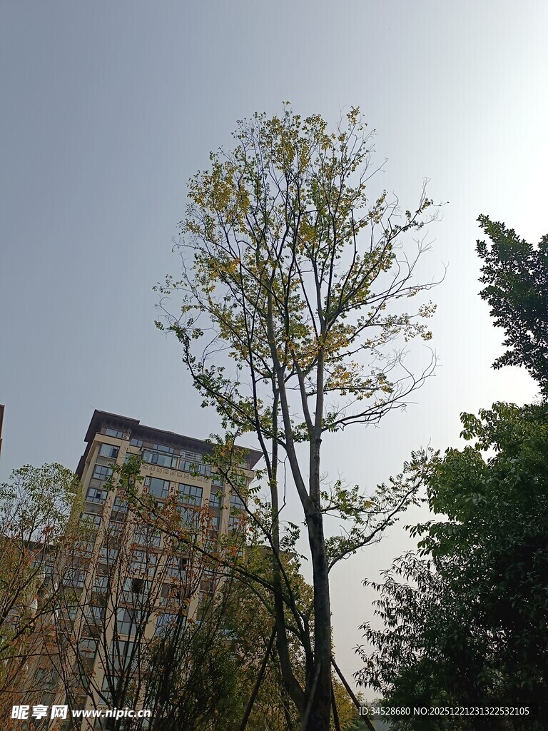 阳光下的树木与建筑