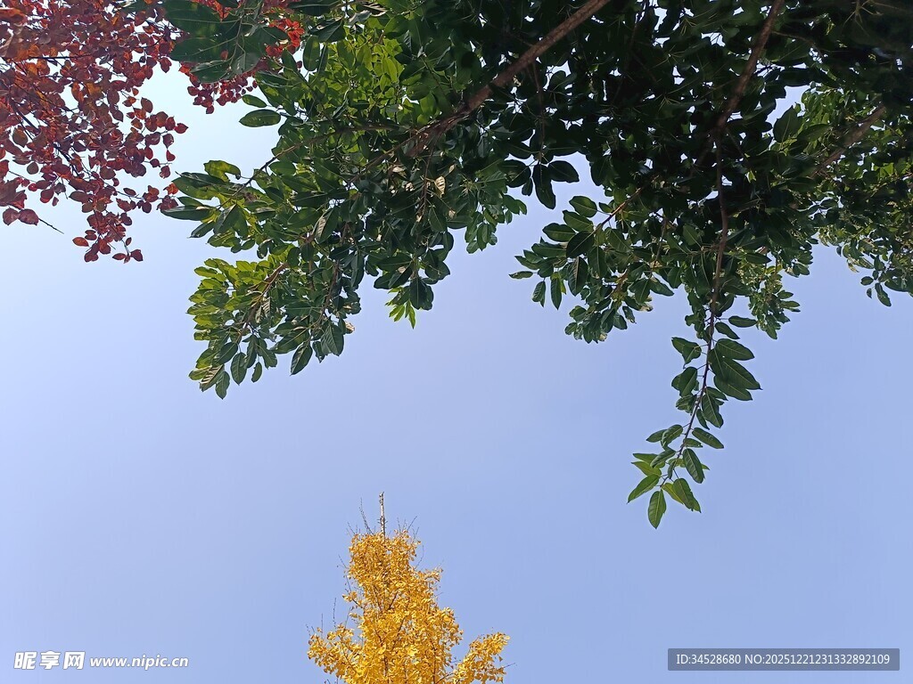 秋日多彩树梢美景