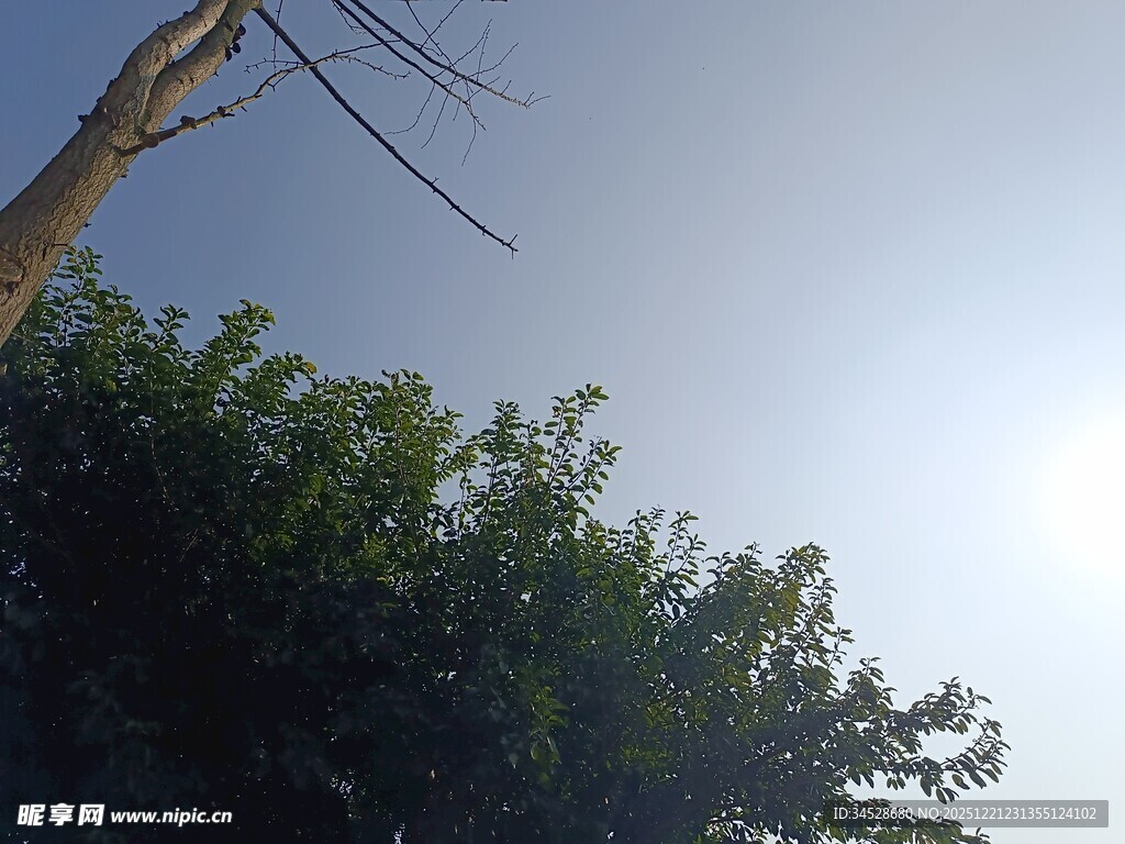 阳光下的绿树与树干