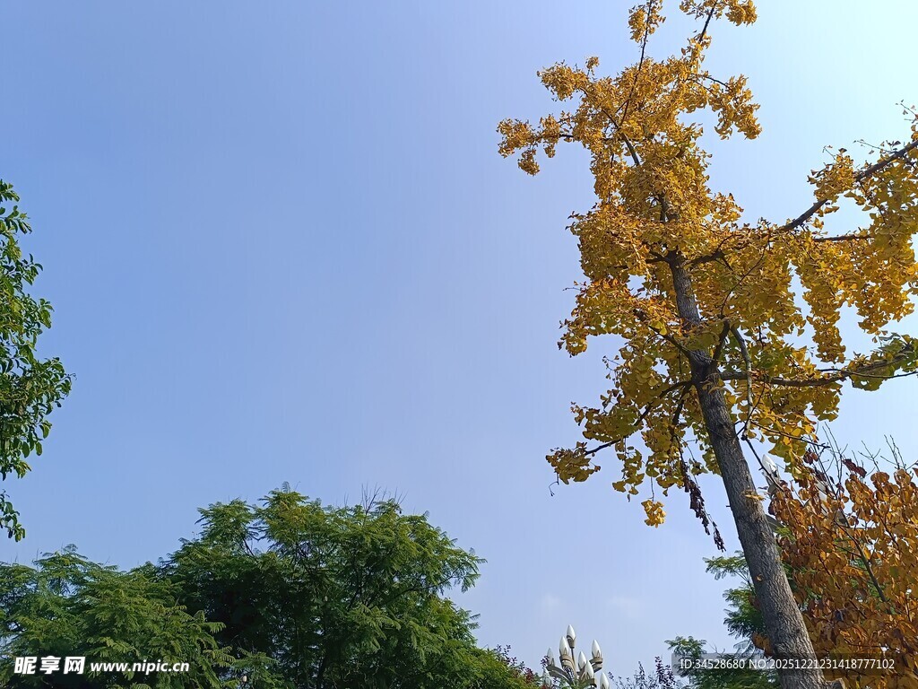 秋日金黄树木与蓝天