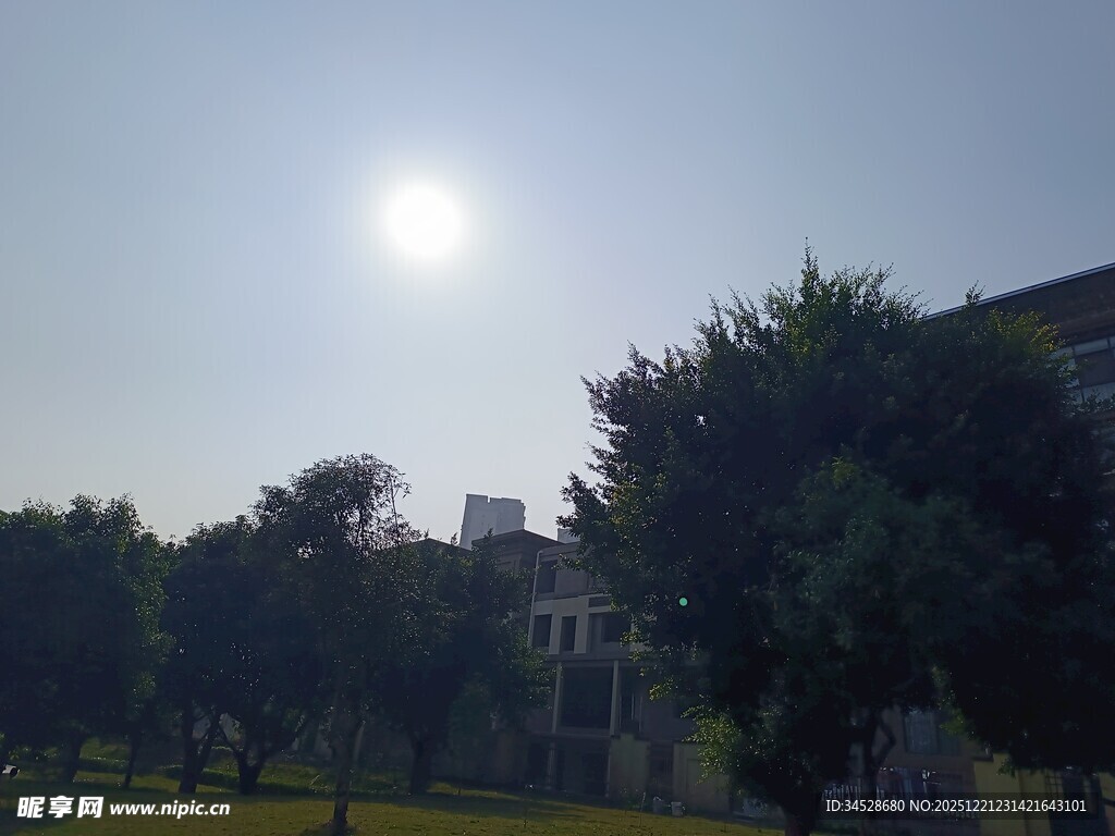 阳光下的树木与建筑景观