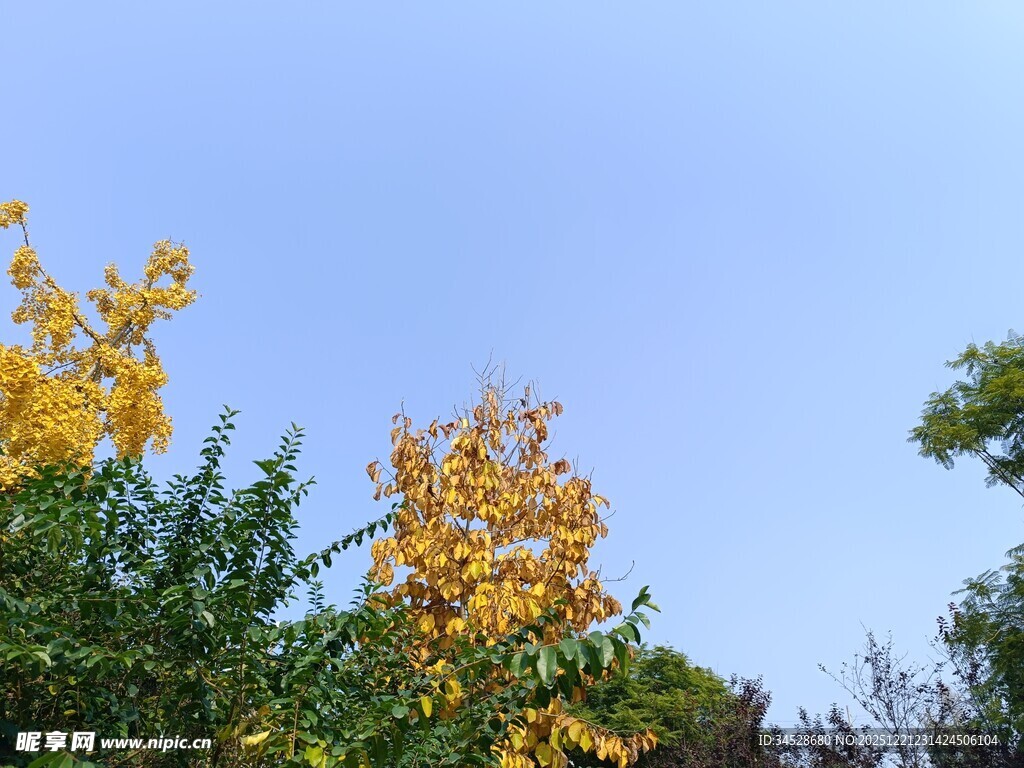秋日树梢黄叶映蓝天