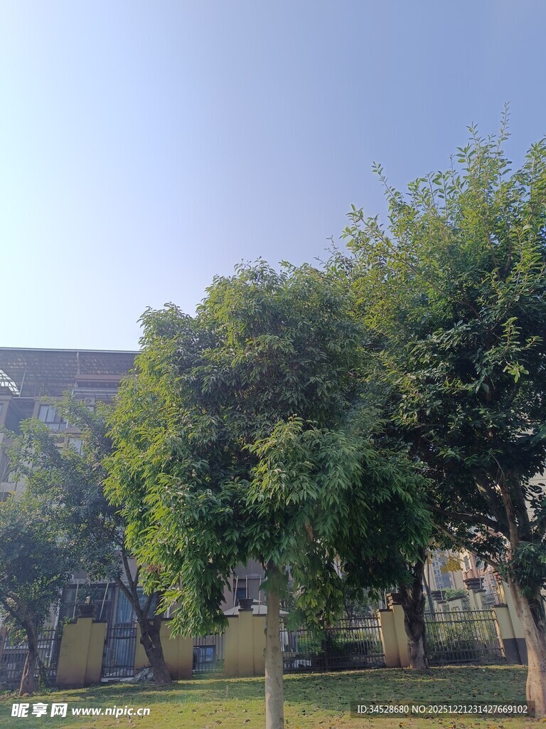 绿树环绕的建筑景观