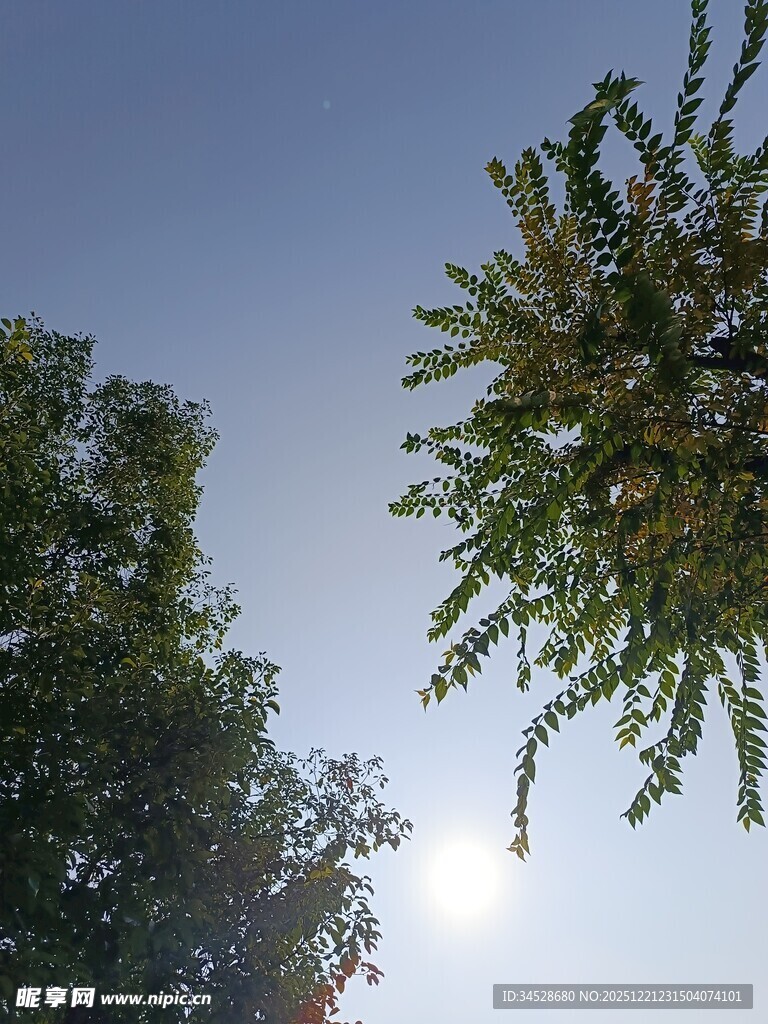 阳光下的绿树蓝天