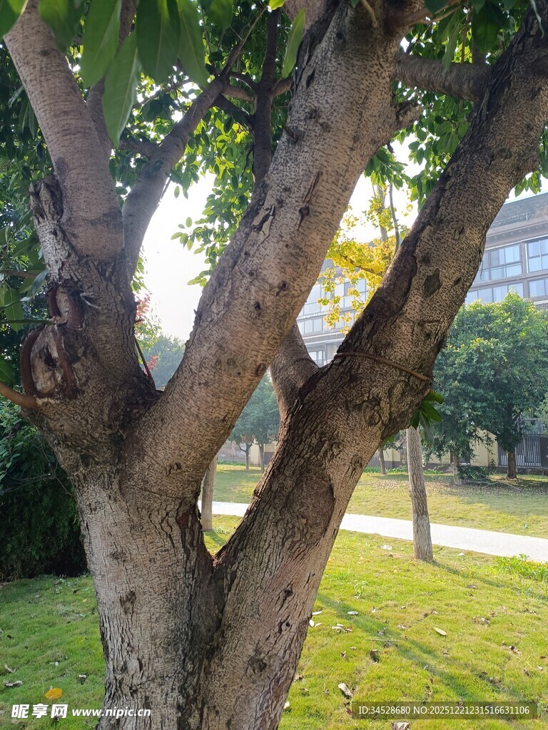 粗壮树干的户外树木景观