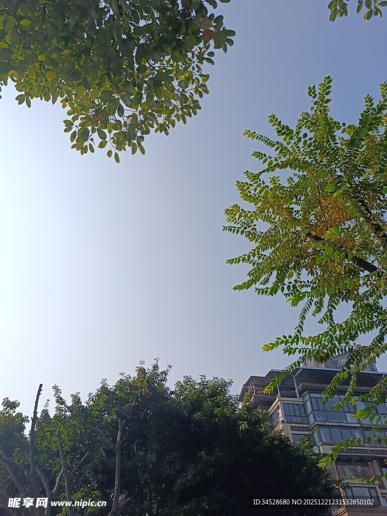 树梢间的晴朗天空