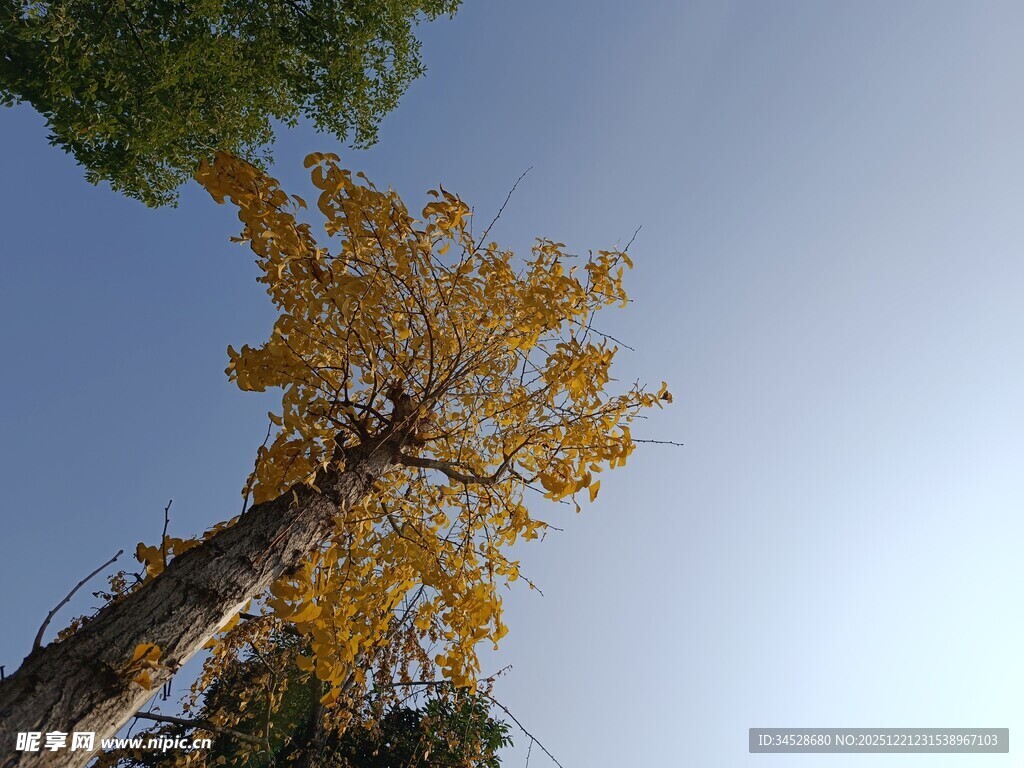 仰望金黄银杏树