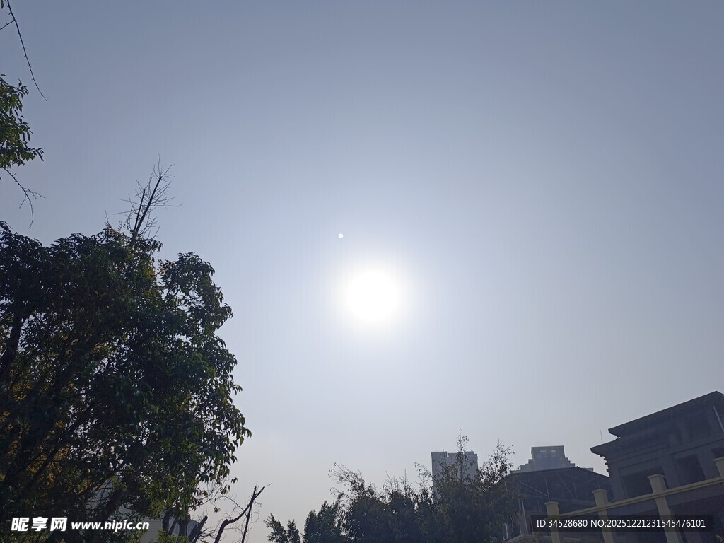 阳光下的树木与建筑