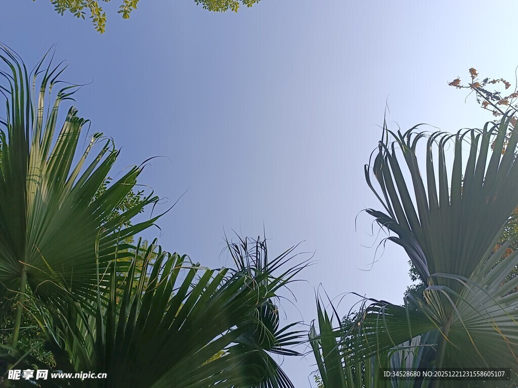 仰视下的翠绿棕榈叶