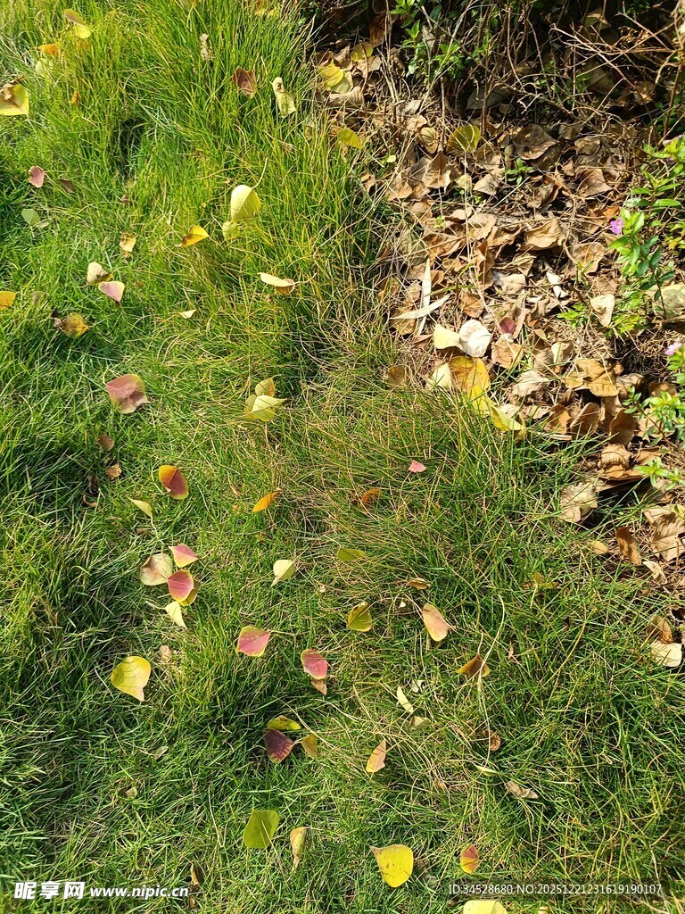 草地间散落的多彩叶片