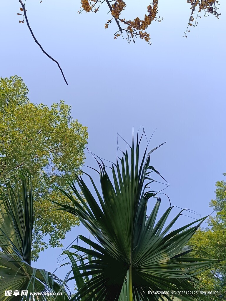 蓝天绿树间的生机景象