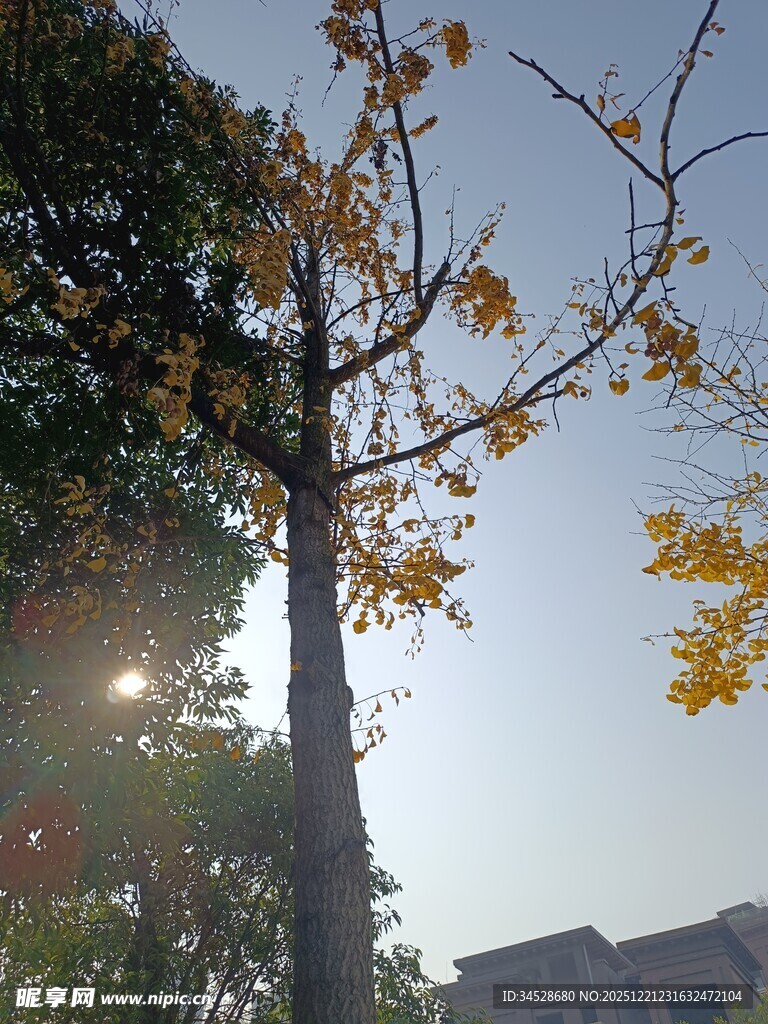 秋日阳光下的光秃树木