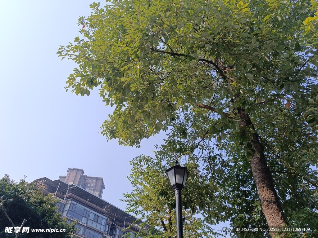 城市中葱郁树木与建筑