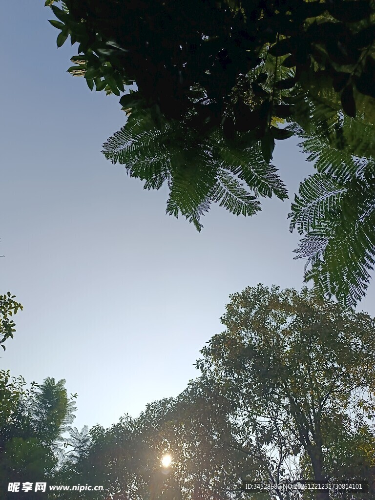 阳光透过树梢的静谧时刻