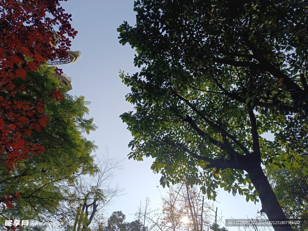 秋日多彩树木景致