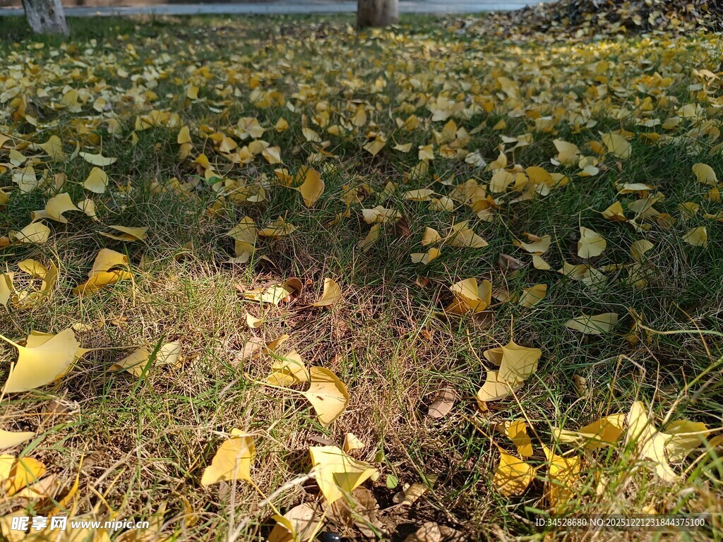 秋日落叶铺满草地景象