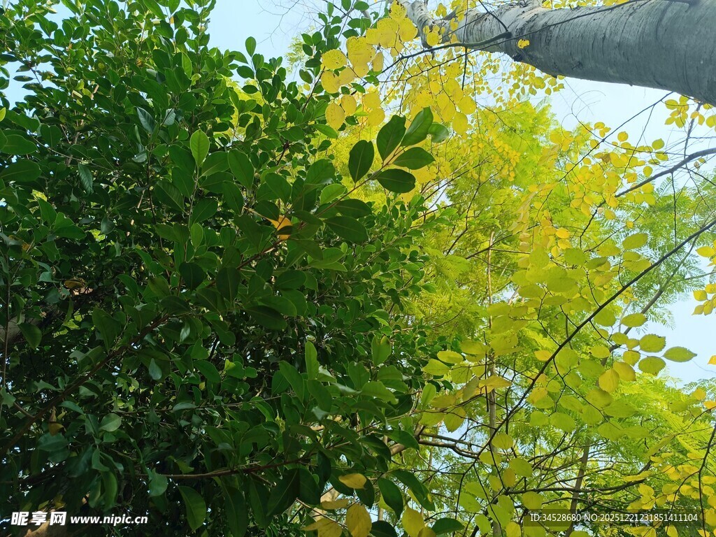 阳光下的葱郁绿植