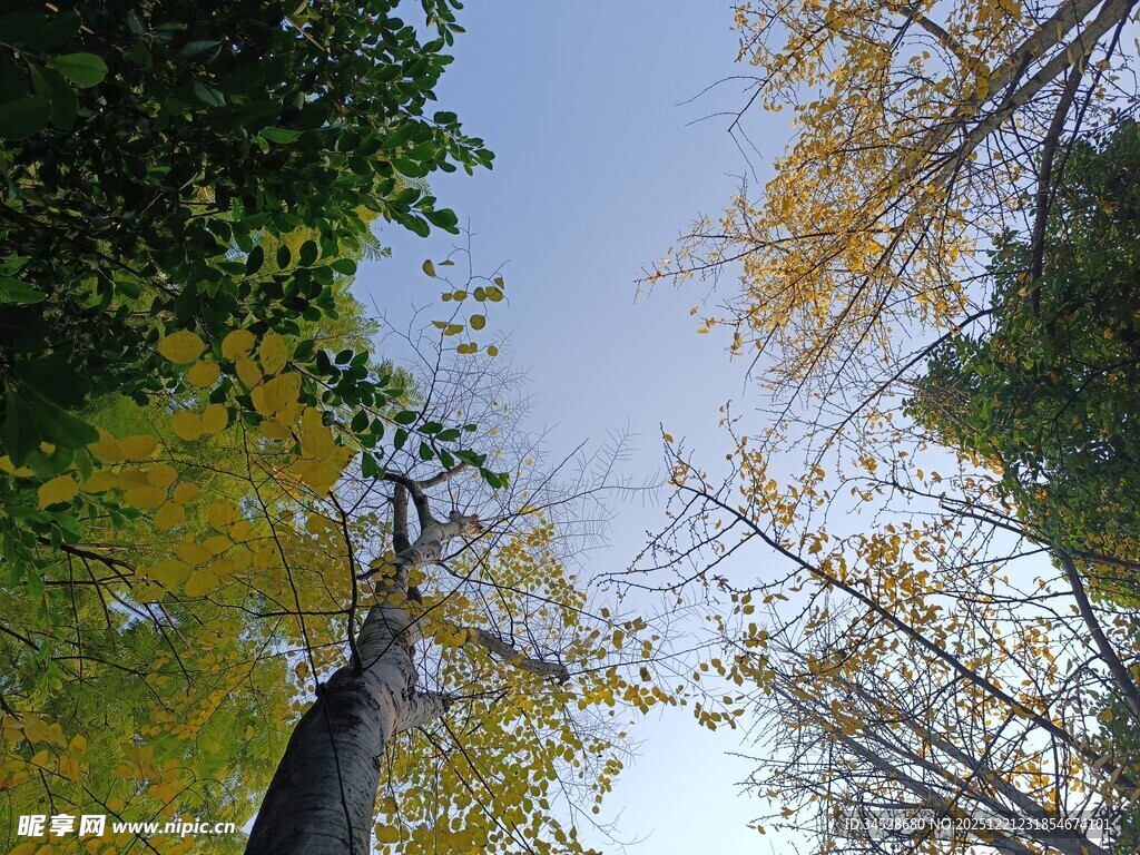 仰视秋日树林景象