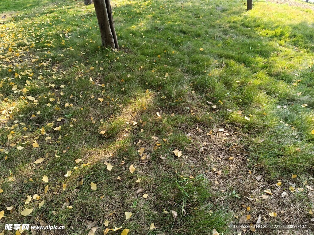 秋日草地与树木景致