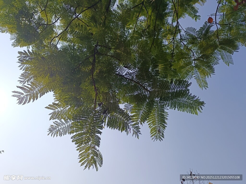 仰视翠绿枝叶与蓝天