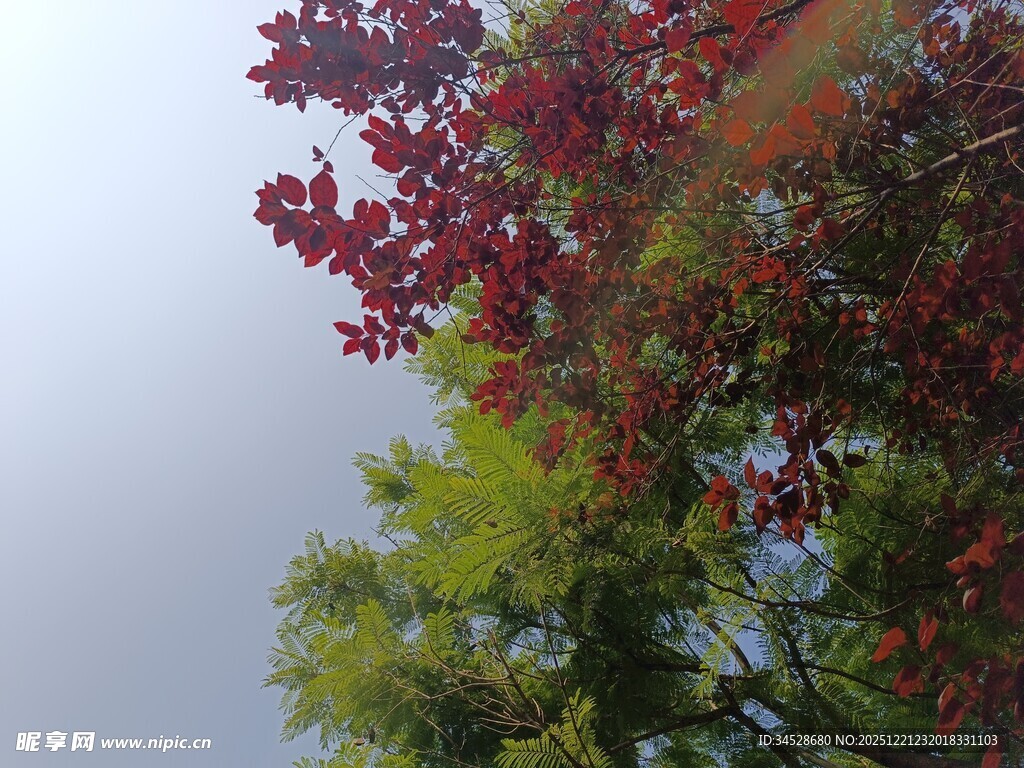 秋日红绿树梢景致