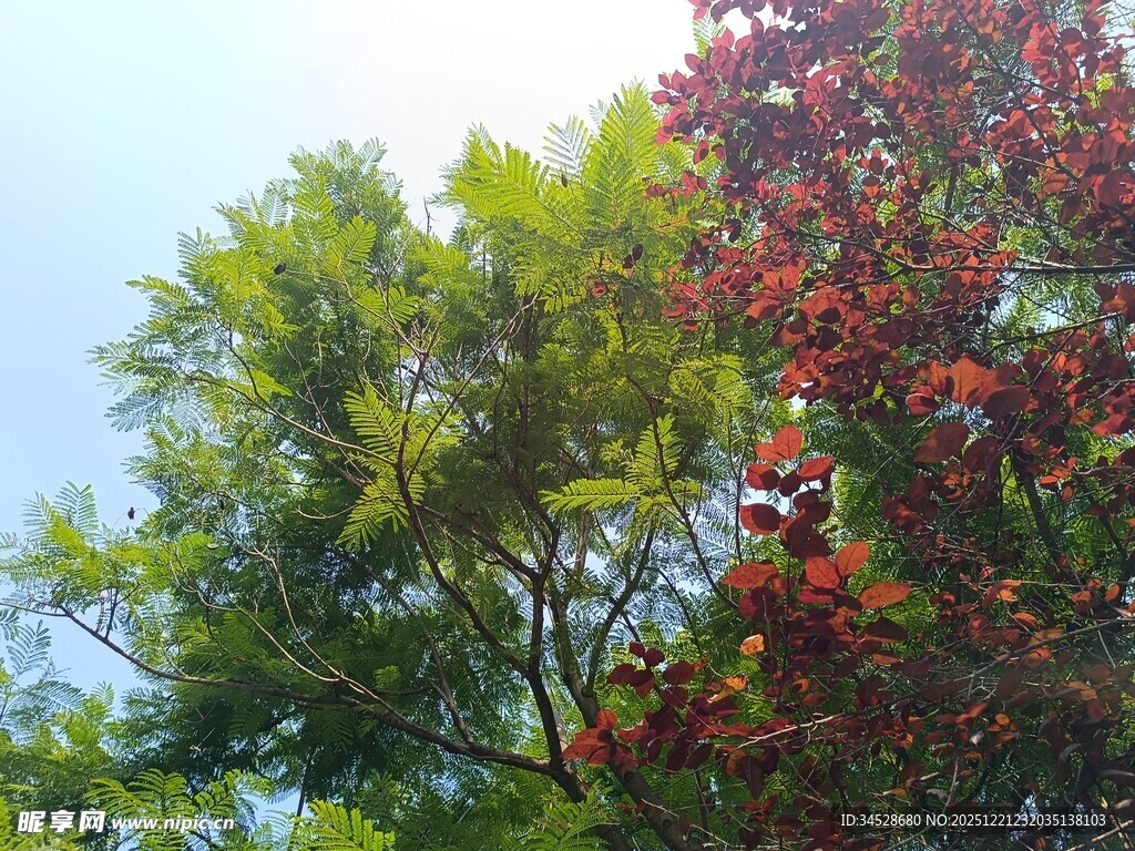 红绿交织的繁茂树木