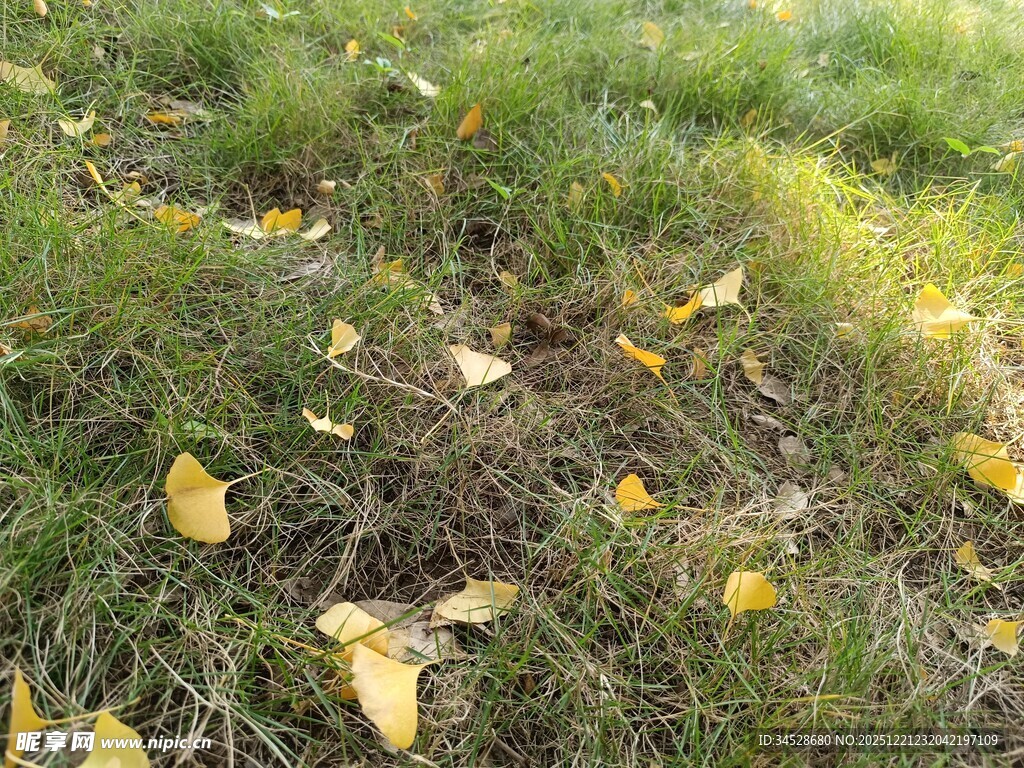 秋日草地散落金黄叶片