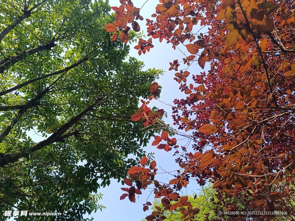 红绿交织的树梢风光