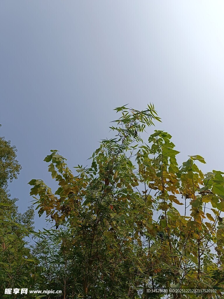 阳光下的繁茂树叶