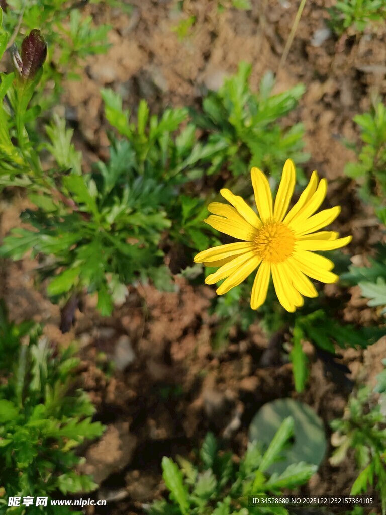 黄色小花绽放于草丛间