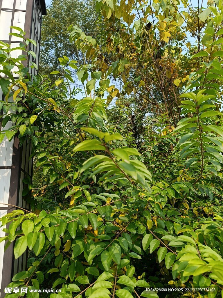 窗边繁茂绿植景观