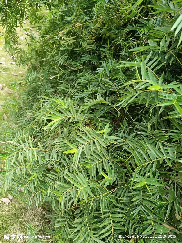 翠绿繁茂的羽状叶片植物