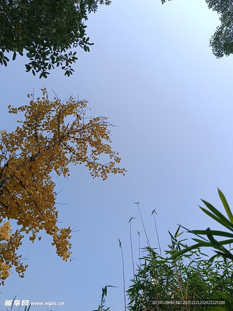 秋日银杏与绿植的天空景致