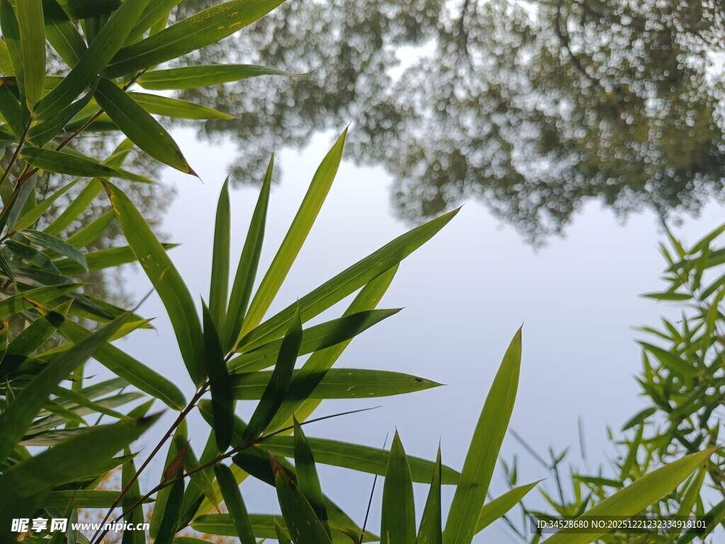 竹林间的天空与枝叶