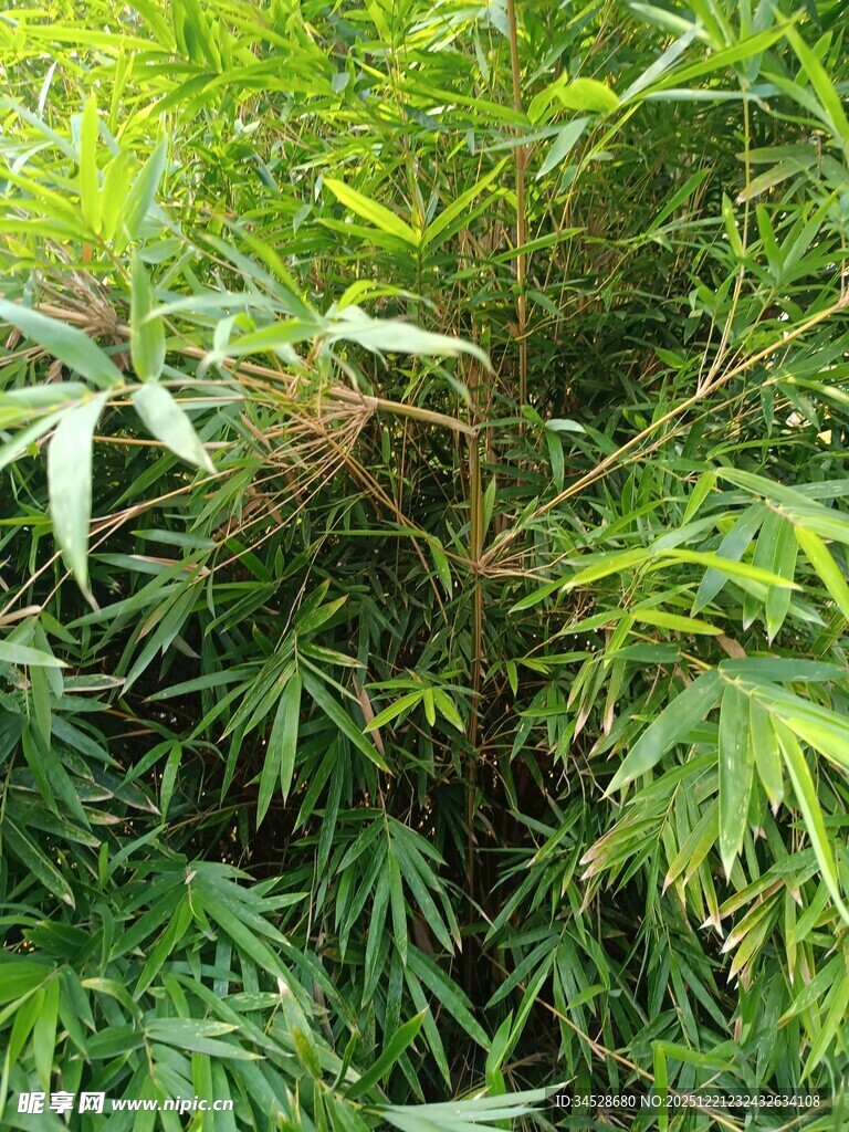 翠绿繁茂的竹林景象