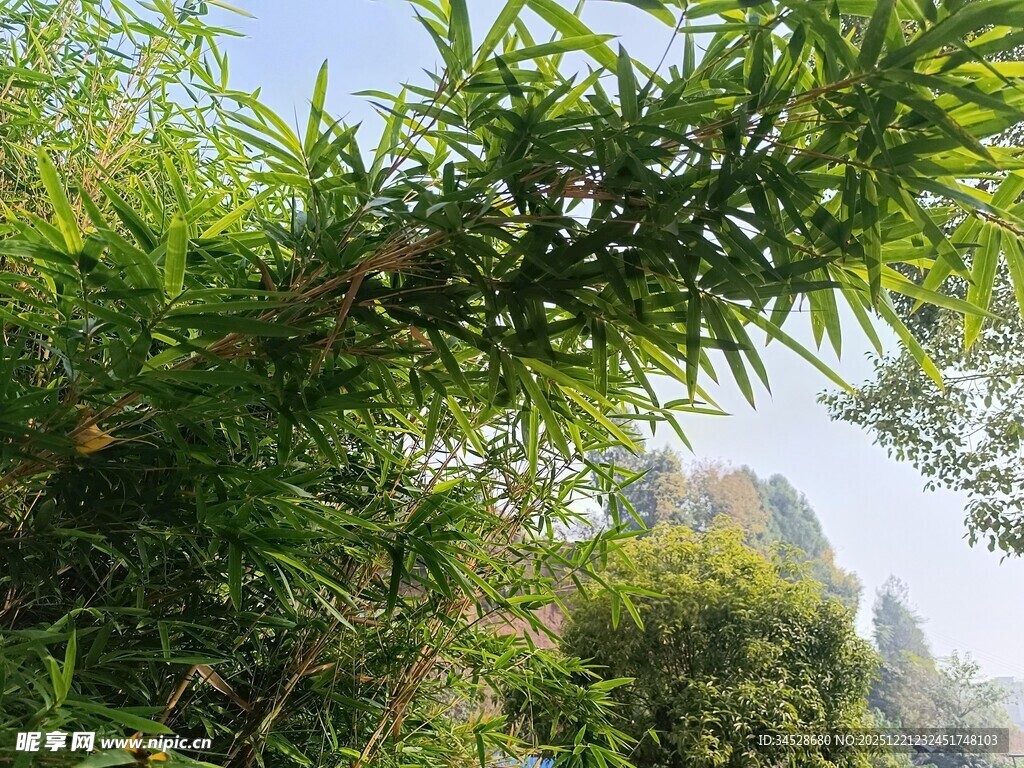 翠绿竹叶与蓝天相映成趣