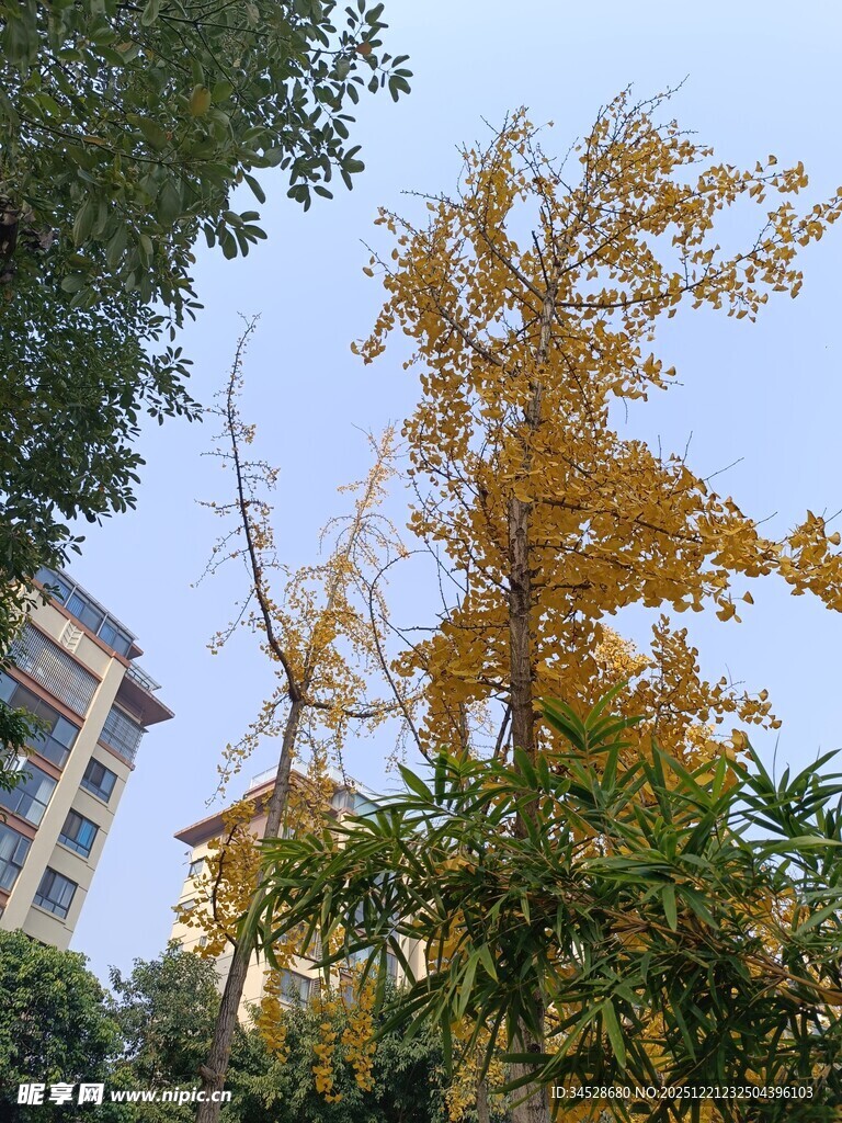 秋日银杏与周边绿植景观