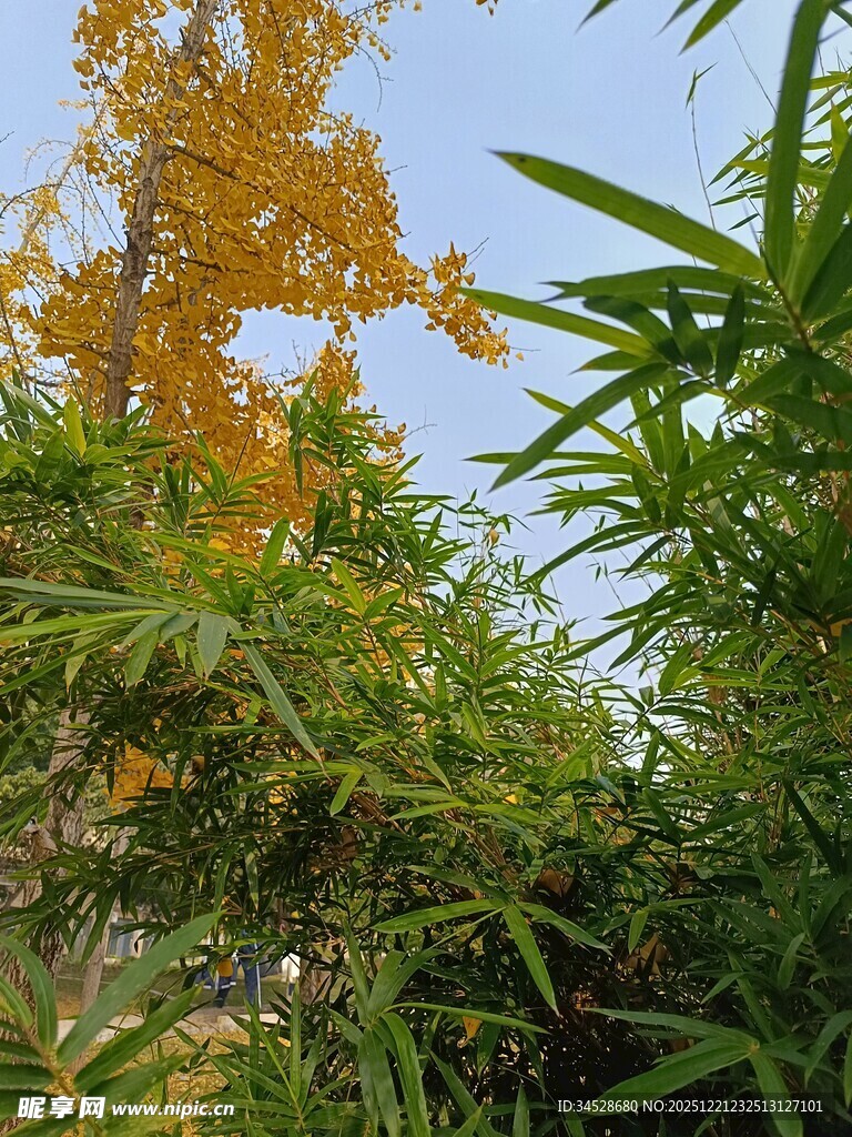 秋日繁花绿植景致