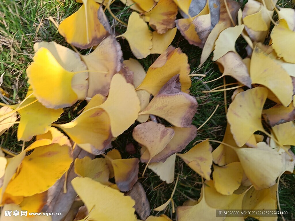 地上的银杏落叶
