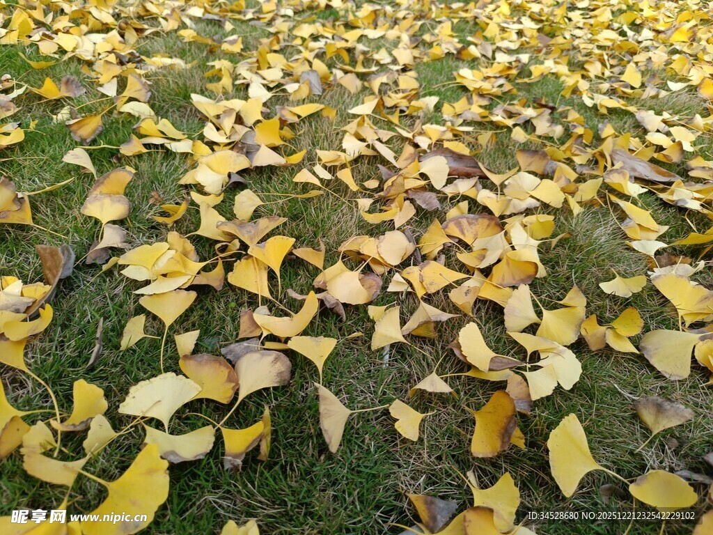 金黄银杏叶飘落草地
