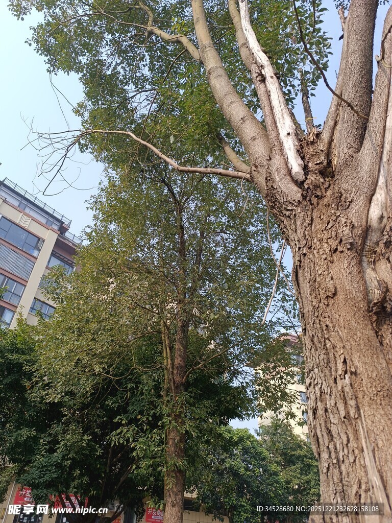 粗壮古树立于城市环境中