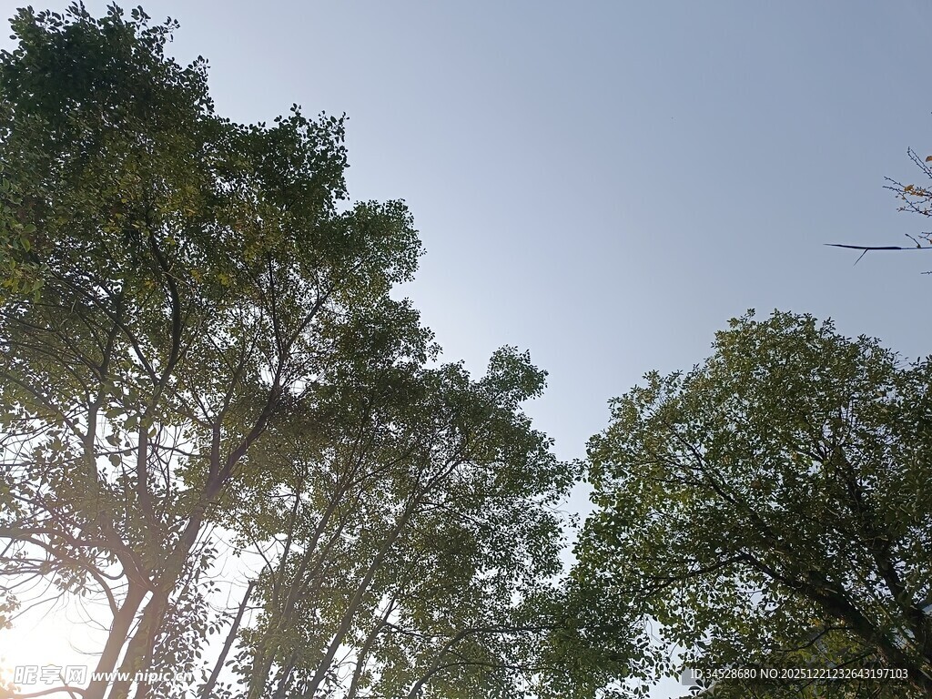 阳光透过树冠的清新景象