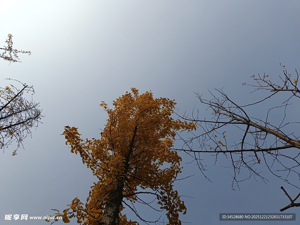 仰望金黄银杏树枝干