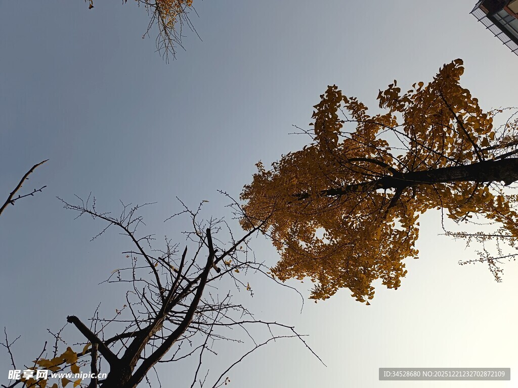 秋日银杏树枝映蓝天