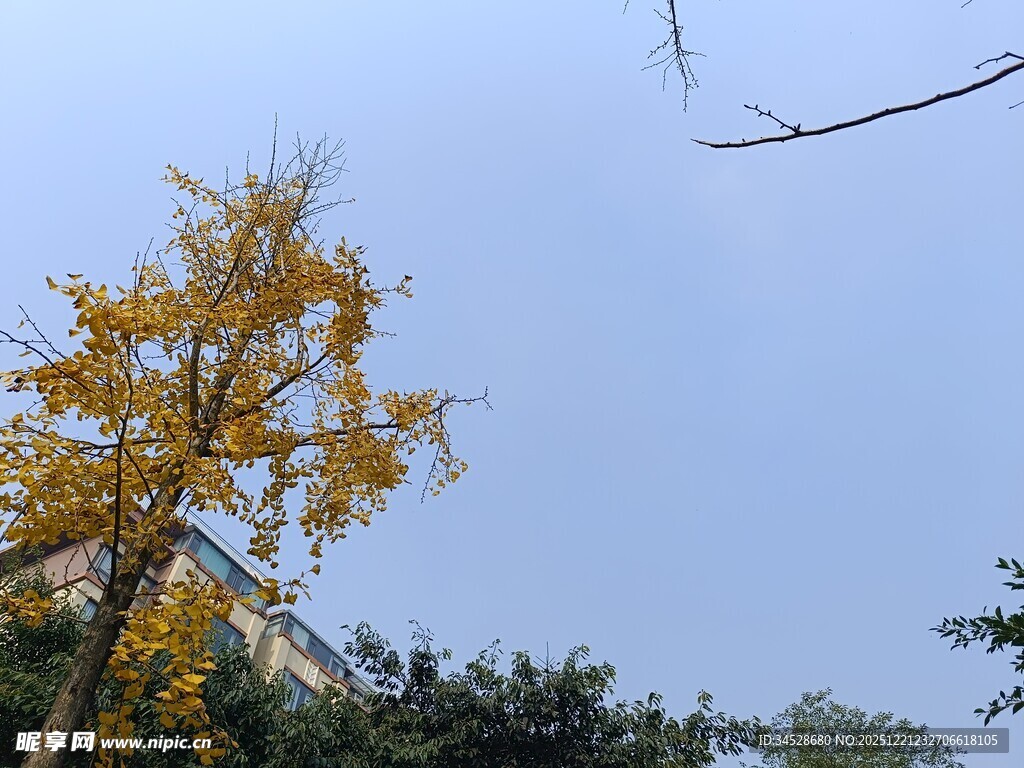 秋日金黄银杏树