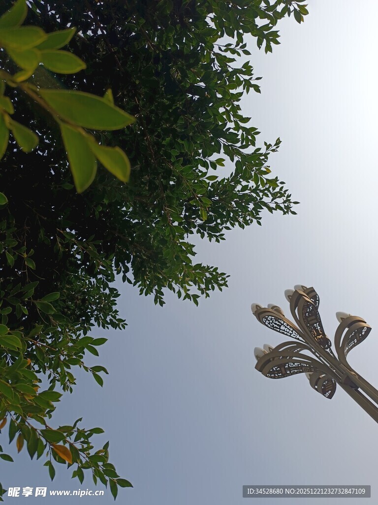 仰视绿树与路灯